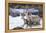 Wyoming, Mule Deer Doe and Fawns Standing in River During Autumn-Elizabeth Boehm-Framed Premier Image Canvas