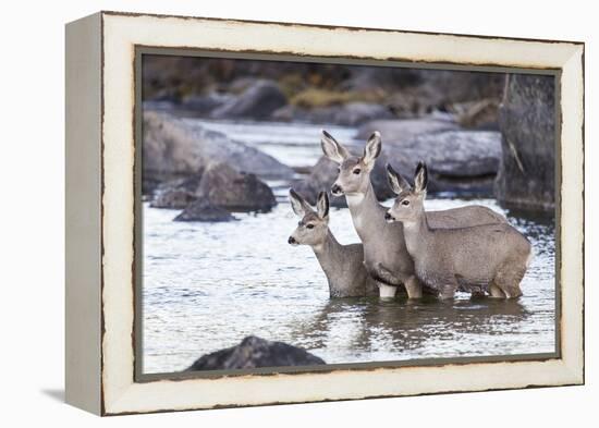 Wyoming, Mule Deer Doe and Fawns Standing in River During Autumn-Elizabeth Boehm-Framed Premier Image Canvas