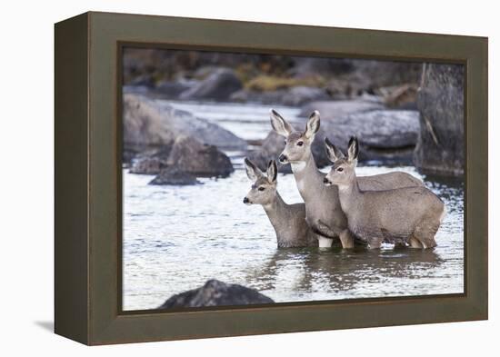 Wyoming, Mule Deer Doe and Fawns Standing in River During Autumn-Elizabeth Boehm-Framed Premier Image Canvas