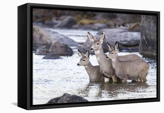 Wyoming, Mule Deer Doe and Fawns Standing in River During Autumn-Elizabeth Boehm-Framed Premier Image Canvas