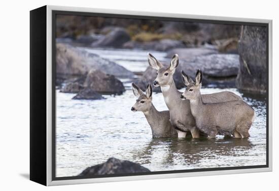 Wyoming, Mule Deer Doe and Fawns Standing in River During Autumn-Elizabeth Boehm-Framed Premier Image Canvas