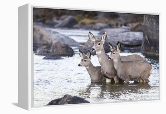 Wyoming, Mule Deer Doe and Fawns Standing in River During Autumn-Elizabeth Boehm-Framed Premier Image Canvas