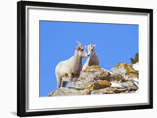 Wyoming, National Elk Refuge, Bighorn Sheep and Lamb Nuzzling-Elizabeth Boehm-Framed Photographic Print