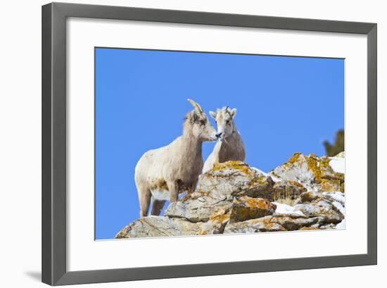 Wyoming, National Elk Refuge, Bighorn Sheep and Lamb Nuzzling-Elizabeth Boehm-Framed Photographic Print