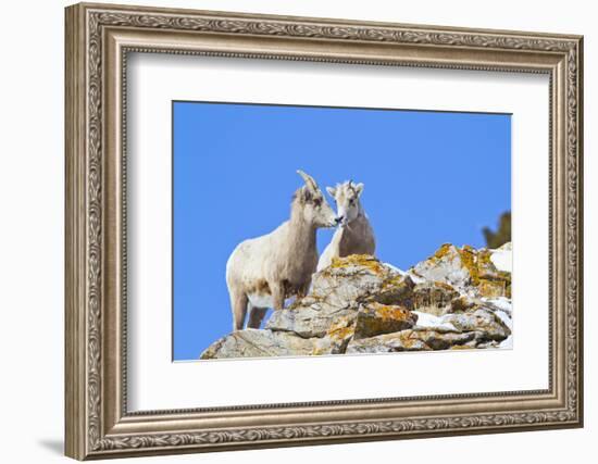 Wyoming, National Elk Refuge, Bighorn Sheep and Lamb Nuzzling-Elizabeth Boehm-Framed Photographic Print