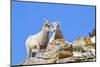 Wyoming, National Elk Refuge, Bighorn Sheep and Lamb Nuzzling-Elizabeth Boehm-Mounted Photographic Print