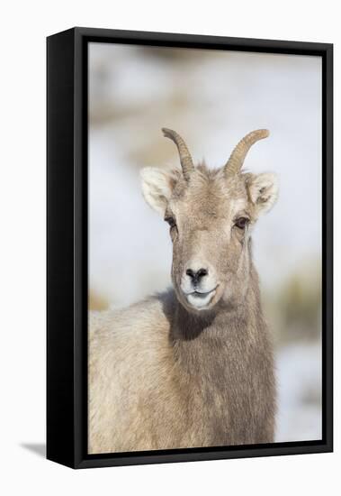 Wyoming, National Elk Refuge, Bighorn Sheep Ewe Portrait-Elizabeth Boehm-Framed Premier Image Canvas