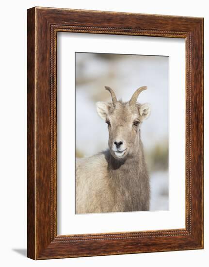 Wyoming, National Elk Refuge, Bighorn Sheep Ewe Portrait-Elizabeth Boehm-Framed Photographic Print