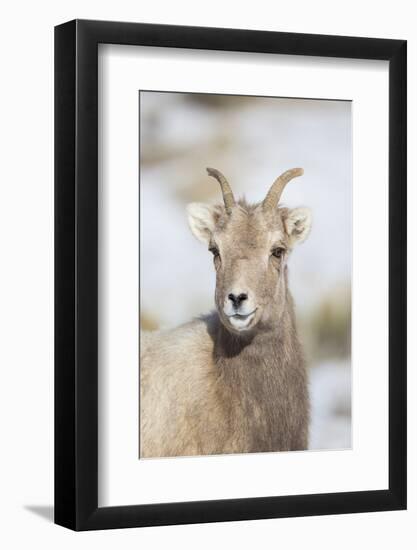 Wyoming, National Elk Refuge, Bighorn Sheep Ewe Portrait-Elizabeth Boehm-Framed Photographic Print
