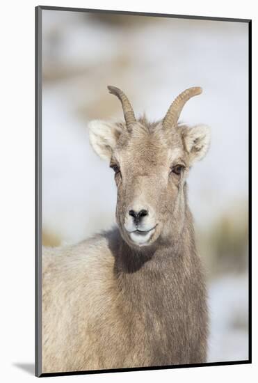 Wyoming, National Elk Refuge, Bighorn Sheep Ewe Portrait-Elizabeth Boehm-Mounted Photographic Print
