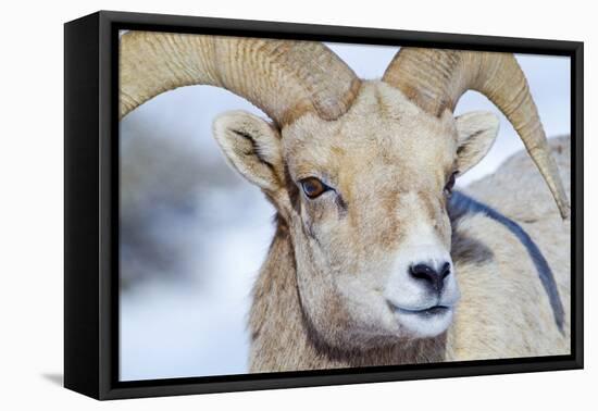 Wyoming, National Elk Refuge, Bighorn Sheep Ram Headshot-Elizabeth Boehm-Framed Premier Image Canvas