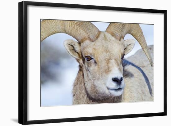 Wyoming, National Elk Refuge, Bighorn Sheep Ram Headshot-Elizabeth Boehm-Framed Photographic Print