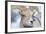 Wyoming, National Elk Refuge, Bighorn Sheep Ram Headshot-Elizabeth Boehm-Framed Photographic Print