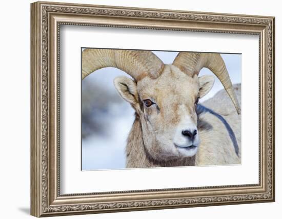 Wyoming, National Elk Refuge, Bighorn Sheep Ram Headshot-Elizabeth Boehm-Framed Photographic Print