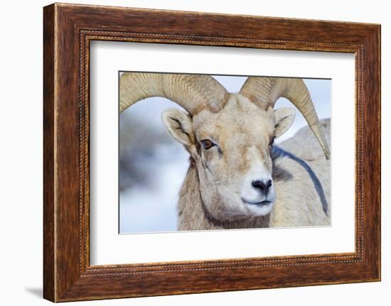 Wyoming, National Elk Refuge, Bighorn Sheep Ram Headshot-Elizabeth Boehm-Framed Photographic Print