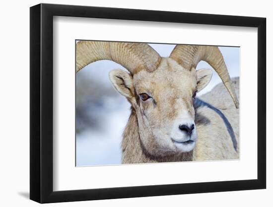 Wyoming, National Elk Refuge, Bighorn Sheep Ram Headshot-Elizabeth Boehm-Framed Photographic Print