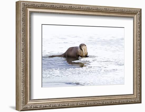 Wyoming, National Elk Refuge, Northern River Otter Eating Fish-Elizabeth Boehm-Framed Photographic Print