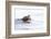 Wyoming, National Elk Refuge, Northern River Otter Eating Fish-Elizabeth Boehm-Framed Photographic Print