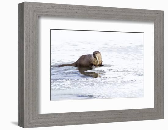 Wyoming, National Elk Refuge, Northern River Otter Eating Fish-Elizabeth Boehm-Framed Photographic Print