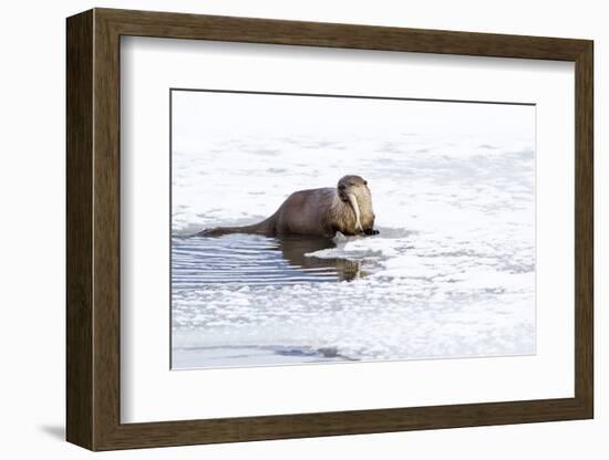 Wyoming, National Elk Refuge, Northern River Otter Eating Fish-Elizabeth Boehm-Framed Photographic Print