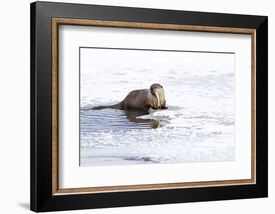 Wyoming, National Elk Refuge, Northern River Otter Eating Fish-Elizabeth Boehm-Framed Photographic Print