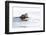 Wyoming, National Elk Refuge, Northern River Otter Eating Fish-Elizabeth Boehm-Framed Photographic Print