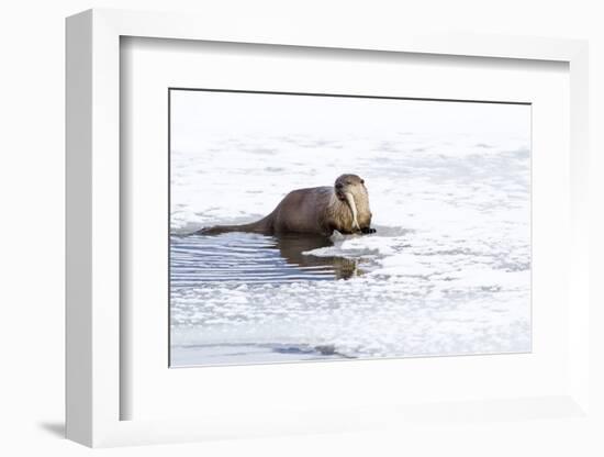 Wyoming, National Elk Refuge, Northern River Otter Eating Fish-Elizabeth Boehm-Framed Photographic Print