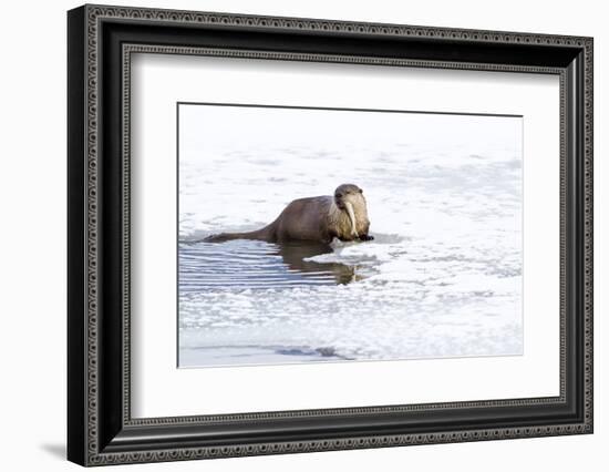 Wyoming, National Elk Refuge, Northern River Otter Eating Fish-Elizabeth Boehm-Framed Photographic Print