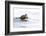 Wyoming, National Elk Refuge, Northern River Otter Eating Fish-Elizabeth Boehm-Framed Photographic Print