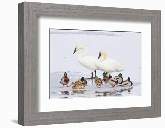 Wyoming, National Elk Refuge, Trumpeter Swan Pair and Mallards-Elizabeth Boehm-Framed Photographic Print