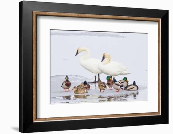 Wyoming, National Elk Refuge, Trumpeter Swan Pair and Mallards-Elizabeth Boehm-Framed Photographic Print