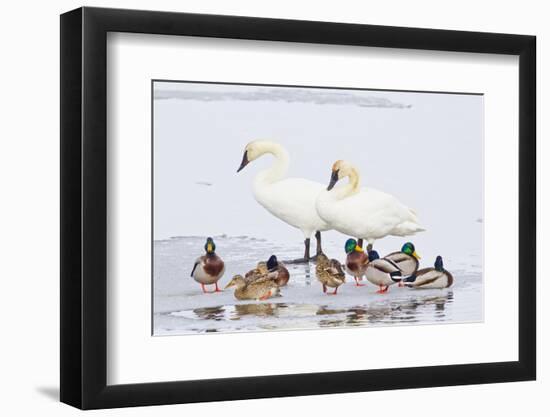 Wyoming, National Elk Refuge, Trumpeter Swan Pair and Mallards-Elizabeth Boehm-Framed Photographic Print