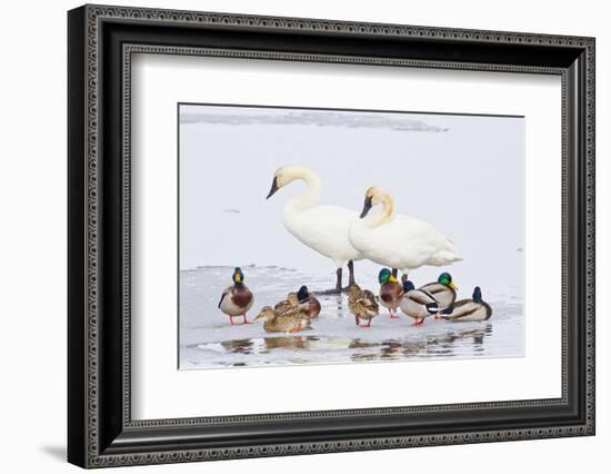 Wyoming, National Elk Refuge, Trumpeter Swan Pair and Mallards-Elizabeth Boehm-Framed Photographic Print