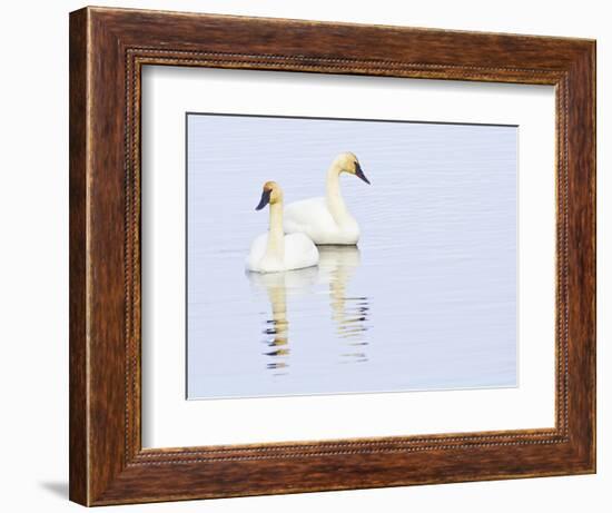 Wyoming, National Elk Refuge, Trumpeter Swan Pair on Flat Creek-Elizabeth Boehm-Framed Photographic Print