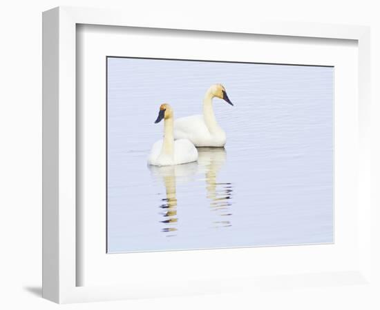 Wyoming, National Elk Refuge, Trumpeter Swan Pair on Flat Creek-Elizabeth Boehm-Framed Photographic Print