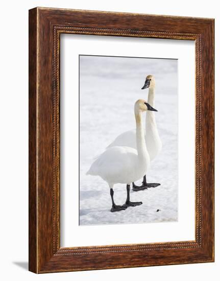 Wyoming, National Elk Refuge, Trumpeter Swan Pair on Snowy Ice-Elizabeth Boehm-Framed Photographic Print