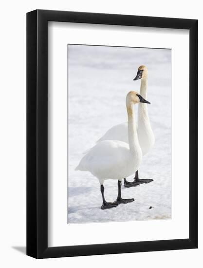 Wyoming, National Elk Refuge, Trumpeter Swan Pair on Snowy Ice-Elizabeth Boehm-Framed Photographic Print