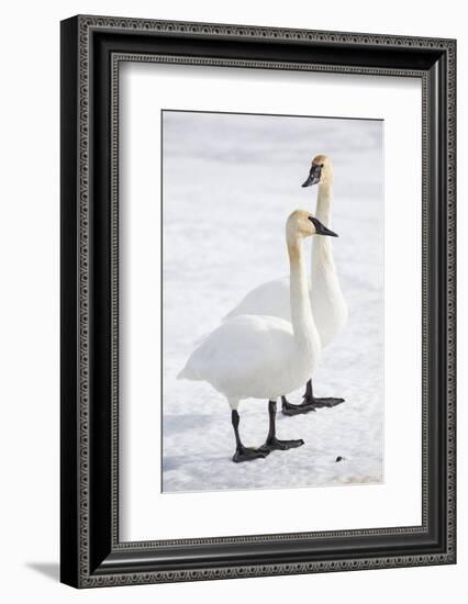 Wyoming, National Elk Refuge, Trumpeter Swan Pair on Snowy Ice-Elizabeth Boehm-Framed Photographic Print