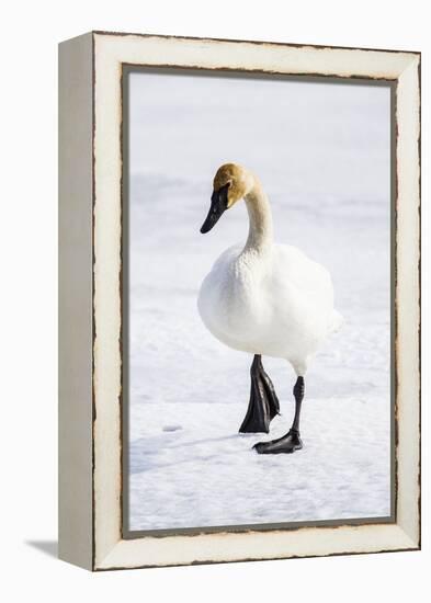 Wyoming, National Elk Refuge, Trumpeter Swan Walking on Snowy Ice-Elizabeth Boehm-Framed Premier Image Canvas