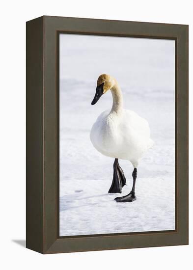 Wyoming, National Elk Refuge, Trumpeter Swan Walking on Snowy Ice-Elizabeth Boehm-Framed Premier Image Canvas