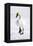 Wyoming, National Elk Refuge, Trumpeter Swan Walking on Snowy Ice-Elizabeth Boehm-Framed Premier Image Canvas