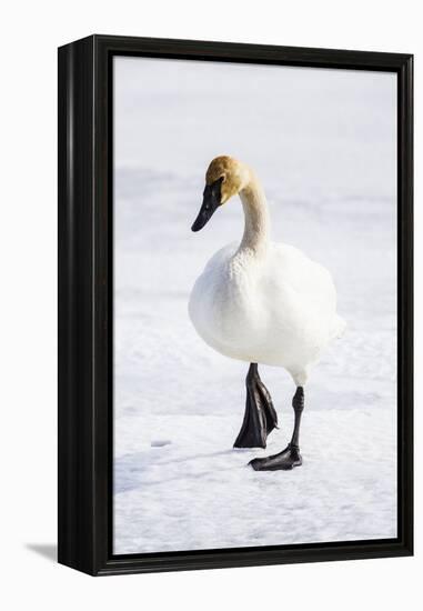 Wyoming, National Elk Refuge, Trumpeter Swan Walking on Snowy Ice-Elizabeth Boehm-Framed Premier Image Canvas