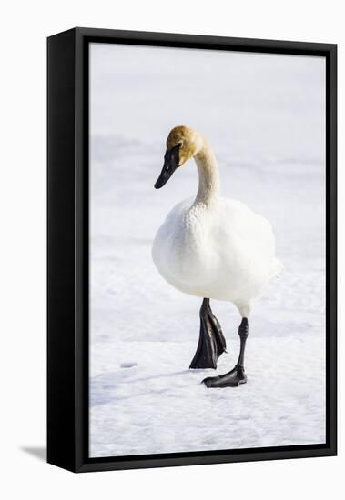 Wyoming, National Elk Refuge, Trumpeter Swan Walking on Snowy Ice-Elizabeth Boehm-Framed Premier Image Canvas