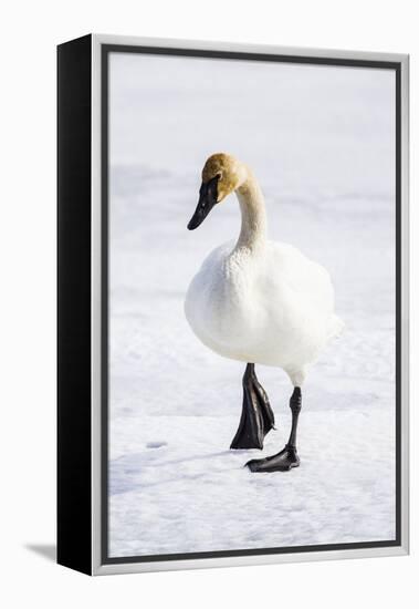 Wyoming, National Elk Refuge, Trumpeter Swan Walking on Snowy Ice-Elizabeth Boehm-Framed Premier Image Canvas