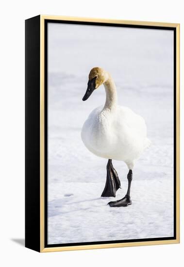 Wyoming, National Elk Refuge, Trumpeter Swan Walking on Snowy Ice-Elizabeth Boehm-Framed Premier Image Canvas