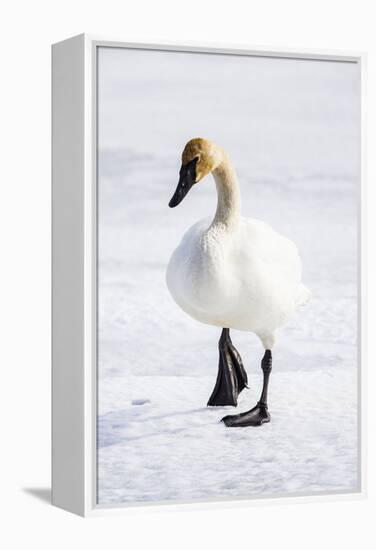 Wyoming, National Elk Refuge, Trumpeter Swan Walking on Snowy Ice-Elizabeth Boehm-Framed Premier Image Canvas