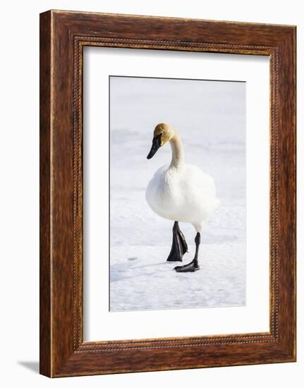 Wyoming, National Elk Refuge, Trumpeter Swan Walking on Snowy Ice-Elizabeth Boehm-Framed Photographic Print