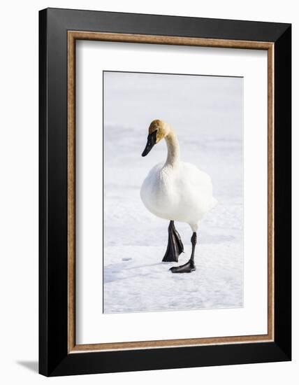 Wyoming, National Elk Refuge, Trumpeter Swan Walking on Snowy Ice-Elizabeth Boehm-Framed Photographic Print