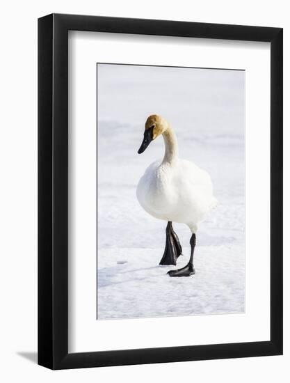 Wyoming, National Elk Refuge, Trumpeter Swan Walking on Snowy Ice-Elizabeth Boehm-Framed Photographic Print