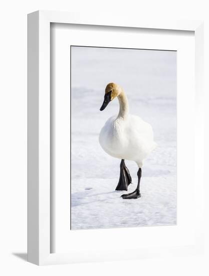 Wyoming, National Elk Refuge, Trumpeter Swan Walking on Snowy Ice-Elizabeth Boehm-Framed Photographic Print